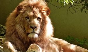 word of the week: lion