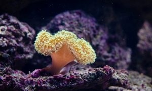 a sea sponge