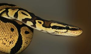 A python